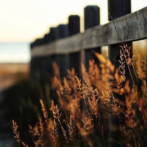 Nguyễn Thảo Nguyên