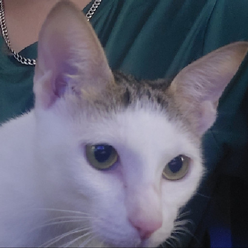 Nguyễn Đức Mạnh