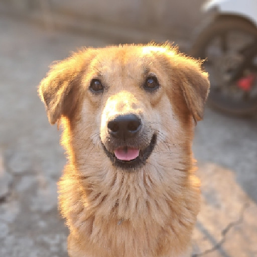 Vũ Thị Thanh Tâm