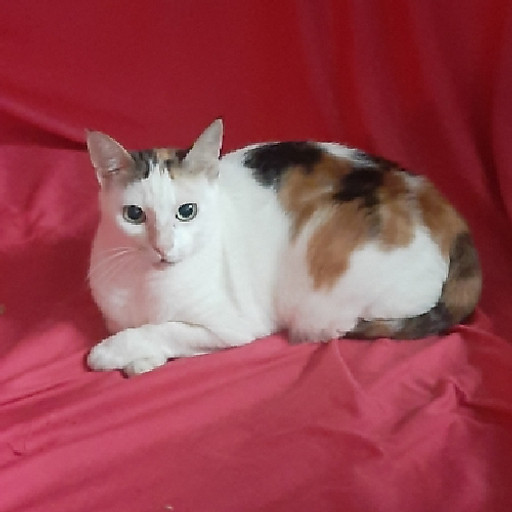 Phương Ngân 