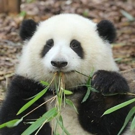 Nguyễn Thị Thu Phương