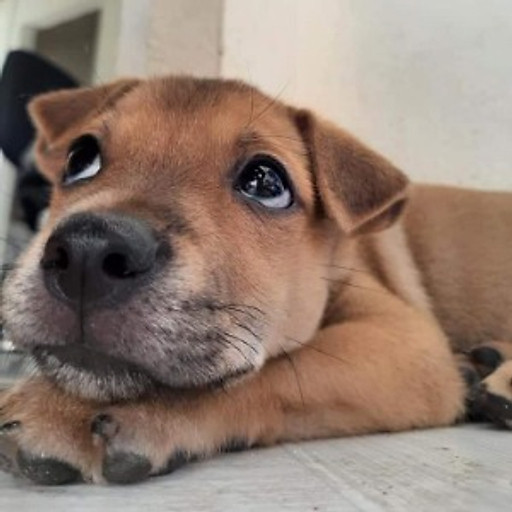 Lương Quốc Việt