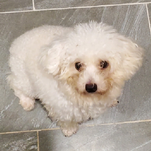 Trần Võ Vĩnh Phúc