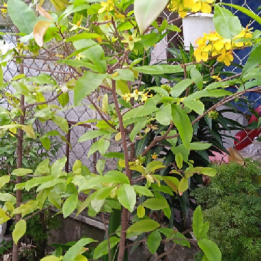 Nguyen thi quynh giao