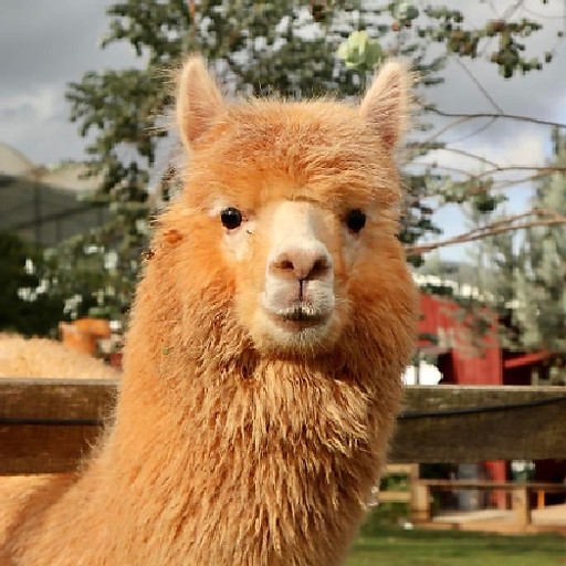 Nguyễn Thị Thảo Vân