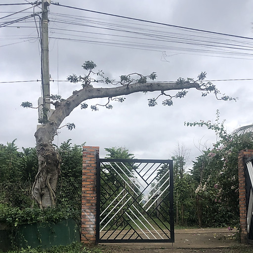 trần viết cương