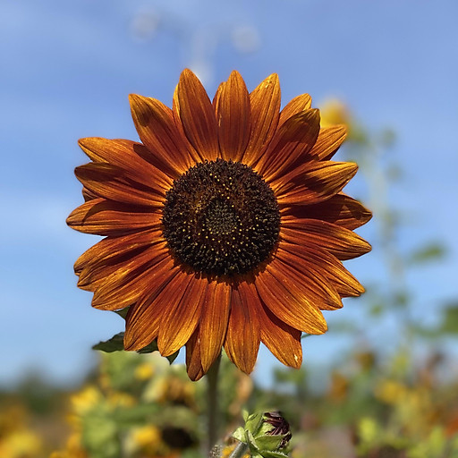 Phạm Thị Ngọc Huyền