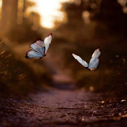 Nguyễn Văn luan vlog 