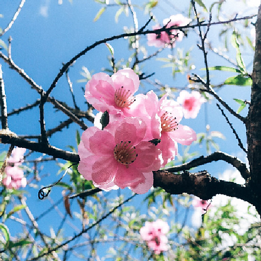 Nguyễn Phạm Minh Hiếu