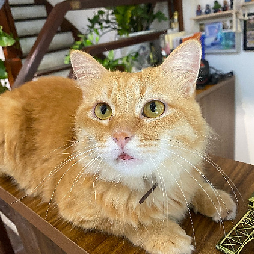 Trần Đình Tiến