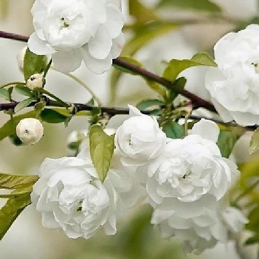 Nguyễn Thị Thùy Dung