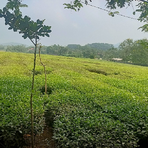 Võ Thị Bích Hạnh