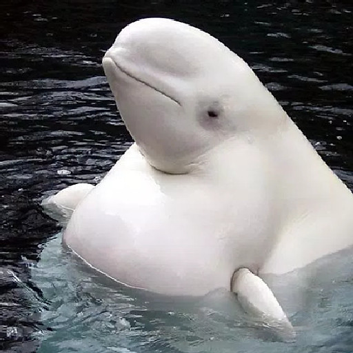 Nguyễn Nguyên Khang Thái