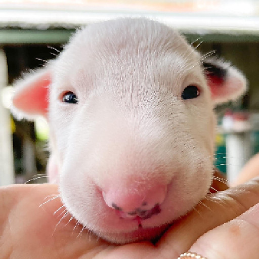 Nguyễn Nga