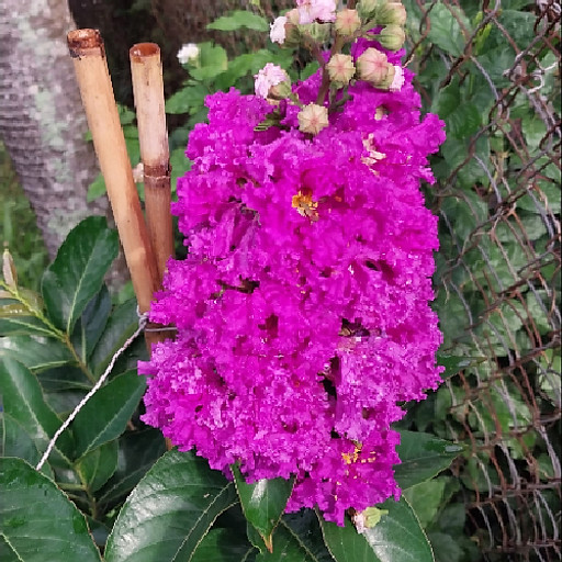 Nguyễn Đinh Hiền Nhân