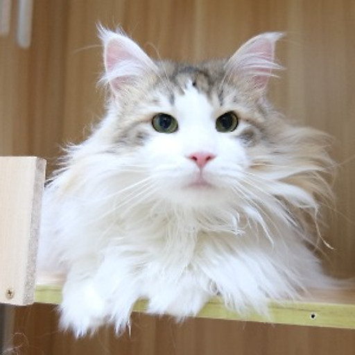 Lê Thị Yến Phụng