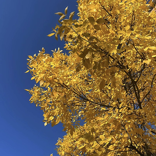 Tú Mỡ Hiền Lành