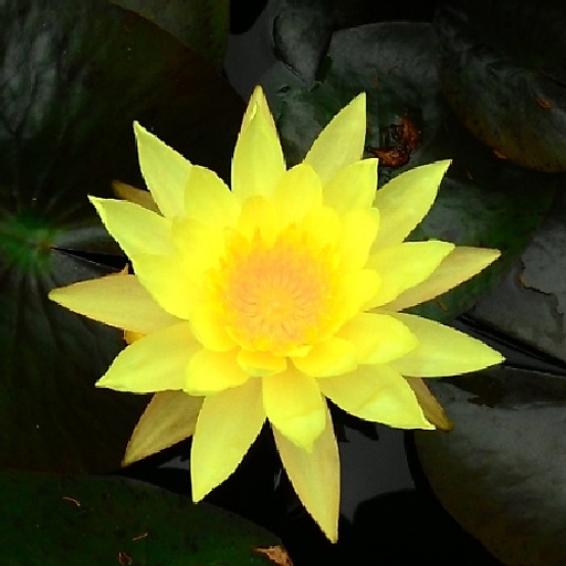 Trần Quốc Cường