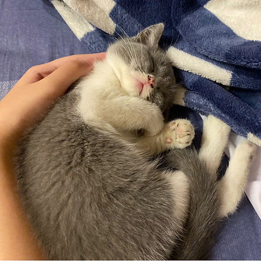 Minh Ngoc Dich Thuat