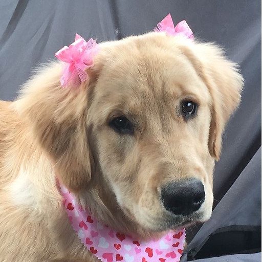 Khuất Phương Anh 