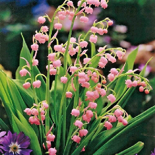 Nguyễn Đông Thảo