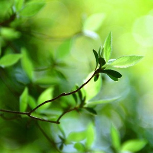 Trịnh Phương Linh