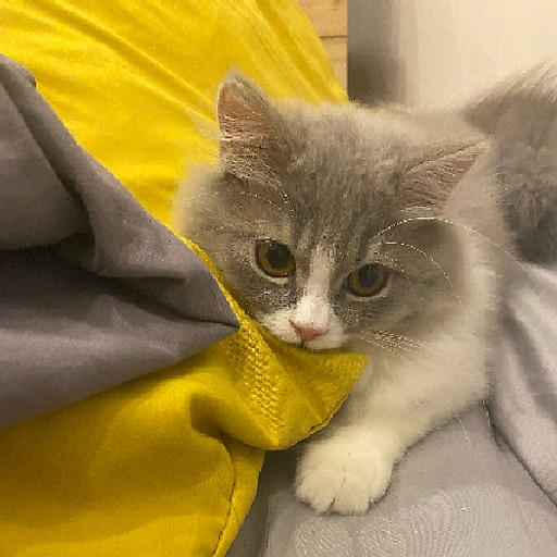 Bùi Đinh Việt Hưng