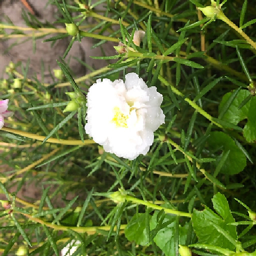 Nguyễn Quốc Việt