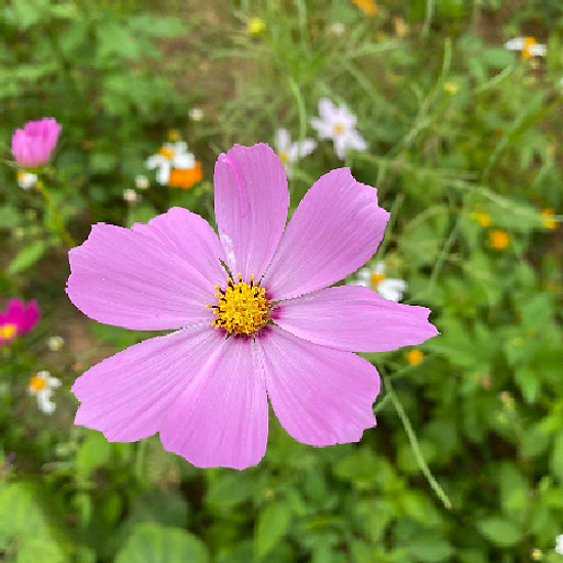 Lưu Thị Thanh Tâm