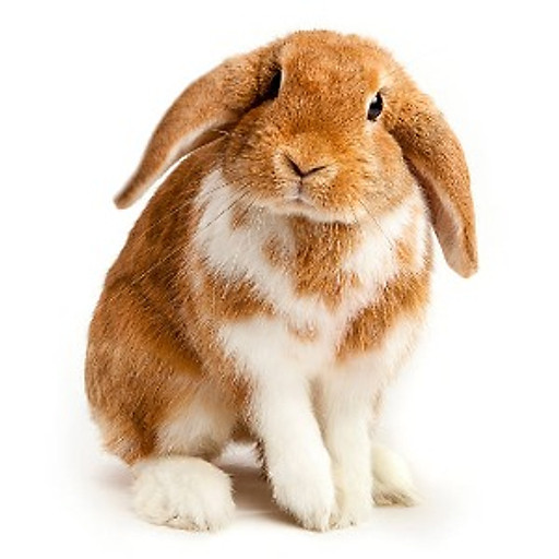 Nguyễn Xuân Thảo