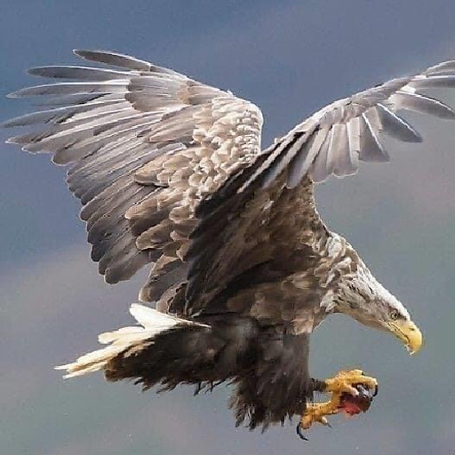 Nguyễn Quang Mạnh