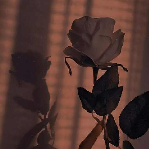 Phạm Huỳnh Anh Thư