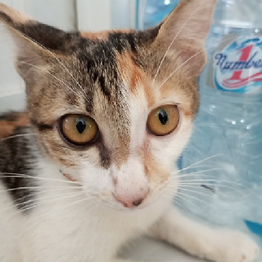 Nguyễn Kim Phượng 