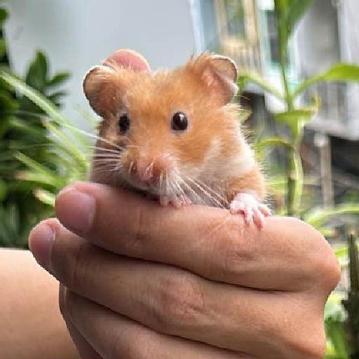 Nguyễn Thanh Hiền