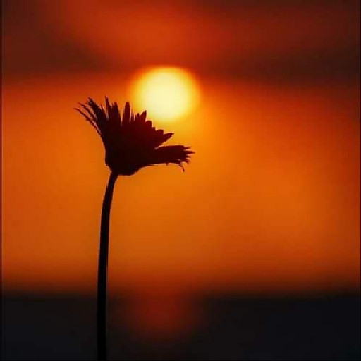 Lại Liên Cẩm Vân