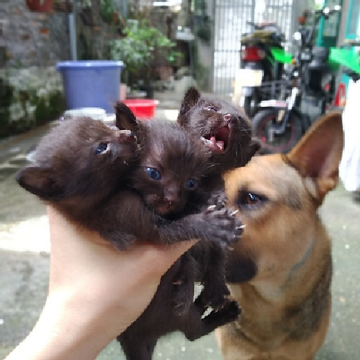 Đông Phương Bất Bại