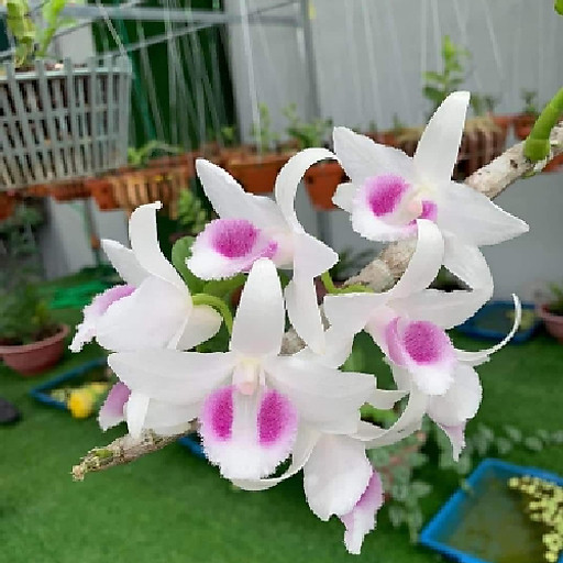 Phạm như kết