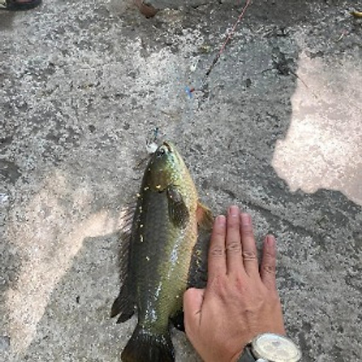 gió chiều
