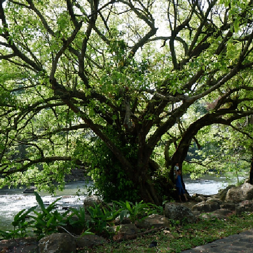 Nguyễn Văn Quốc