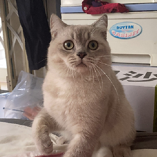 Nguyễn Ngọc Trâm