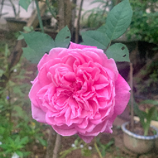 Nguyen Thi Hoang Uyen