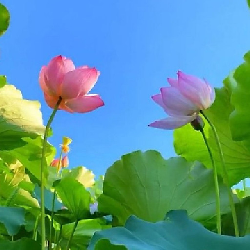 Phan Kim Anh