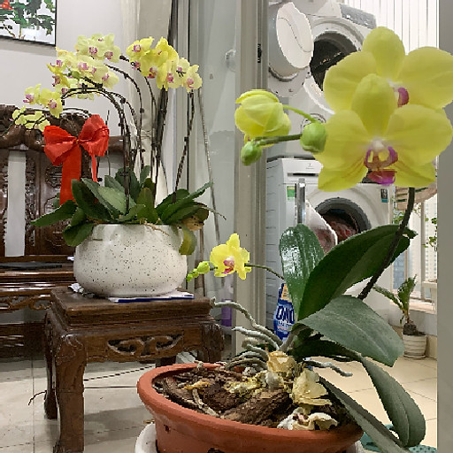 Nguyễn Xuân Cường