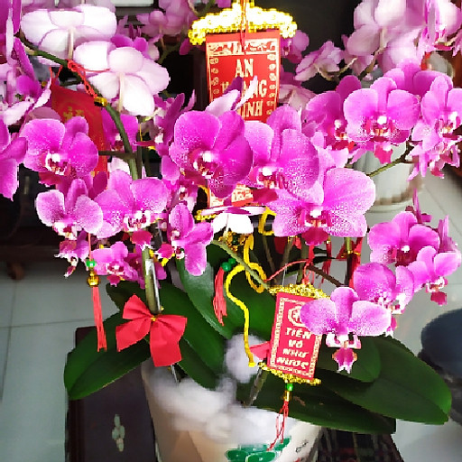 Trần thi ngọc lan