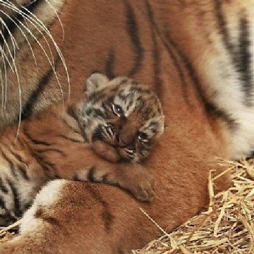 Nguyễn Hương Thu