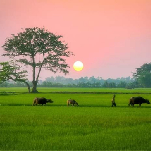 Hoàng Thị Linh Chi