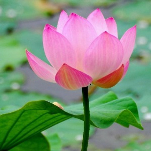 Le Quoc An