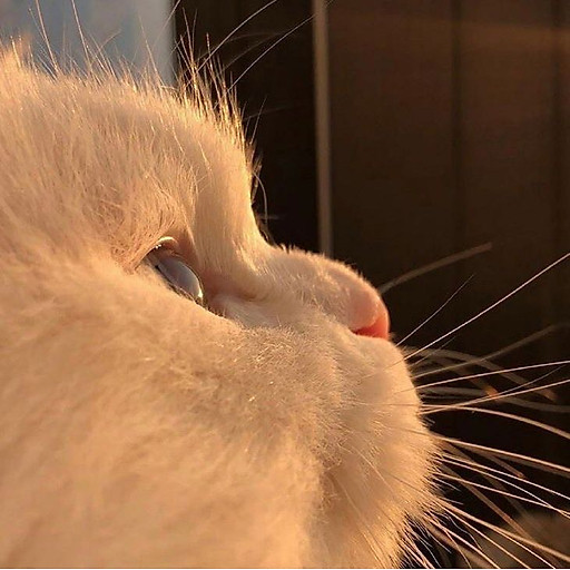 Thư Kỳ Trần nguyễn