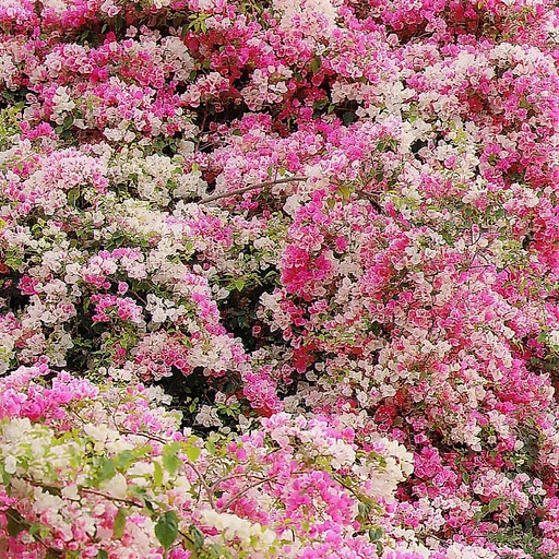 Nguyễn Thị Bình Dương