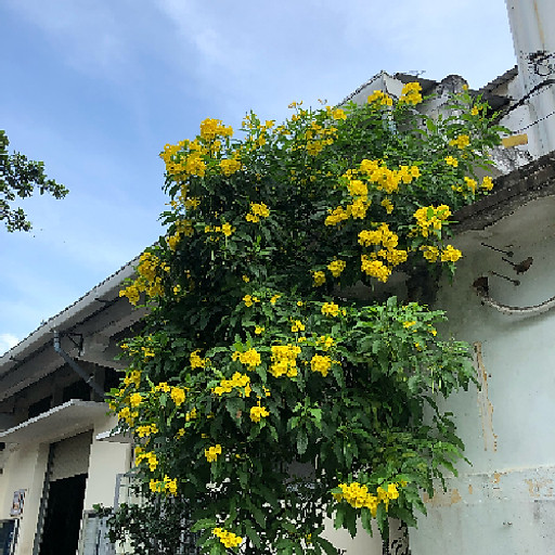 Đỗ Nguyễn Hoàng Nga